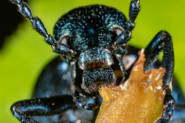 The portrait of the oil beetle (Meloe violaceus)