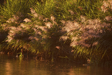Reeds in the evening on the bank of the Drava River