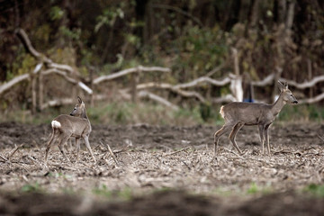 The roe deer looking for the food on the field