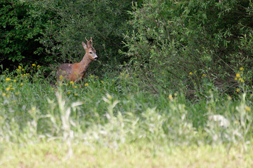 The roe deer on the forest edge