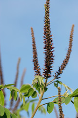 Gravel bars on the Drava River, Croatia