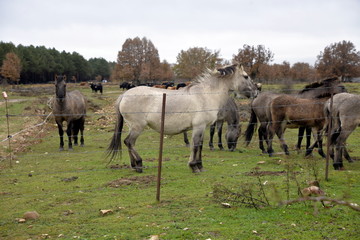 Obraz premium CABALLOS