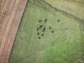Cows grazing on green pasture, view directly from above