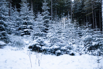 mroczna sceneria choinek w górach © andsko