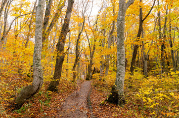 autumn in the forest