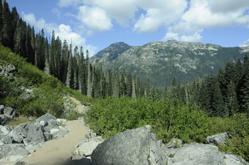 View of path and forest with mountains