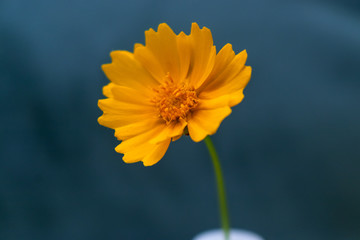 flor, desabrochando, planta, amarela, linda, 