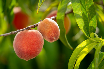 A closeup of colorful fresh peaches ripening on the tree.