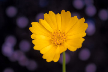 flor, desabrochando, planta, amarela, linda, 