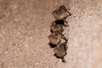 Long-nosed Bats (Rhynchonycteris naso) roosting on the side of a large tree in Costa Rica