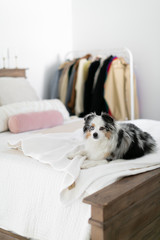 Toy Australian Shepard sitting on bed in modern bedroom