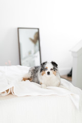 Toy Australian Shepard sitting on bed in modern bedroom