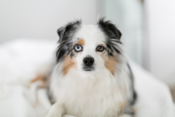 Toy Australian Shepard sitting on bed in modern bedroom
