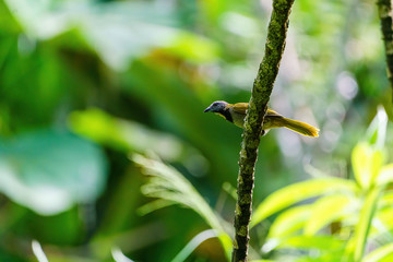 buff-throated Saltator (Saltator maximus), taken in Costa Rica