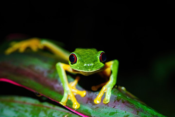 Red-Eyed Tree Frog (Agalychnis callidryas) close-up, looking into camera, taken in Costa Rica