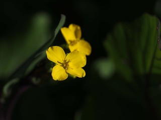 コウサイタイの花