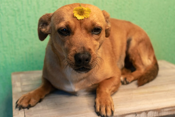 cachorrinha, amiga, dócil, vira-latas, doméstico.