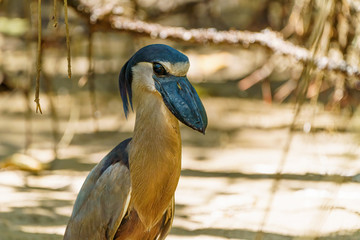 Portrait of a Boat-billed Heron (Cochlearius cochlearius), taken in Costa Rica