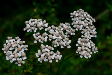 flores de la patagonia
