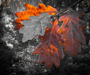 Oak leaves in autumn	