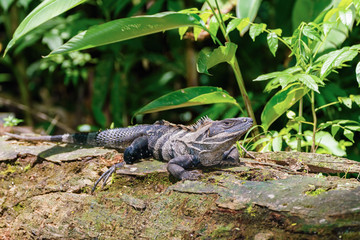 Black Spiny Tailed Iguana (Ctenosaura similis) in a forest clearing,  taken in Costa Rica