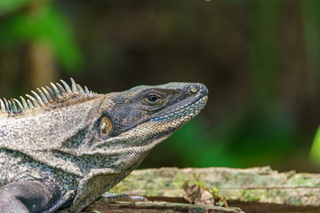 Black Spiny Tailed Iguana (Ctenosaura similis) portrait, taken in Costa Rica