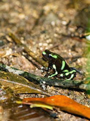Green-and-Black Poison Dart Frog (Dendrobates auratus) on the ground, taken in Costa Rica