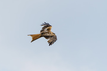 Red Kite (Milvus milvus) rear in flight, taken in England