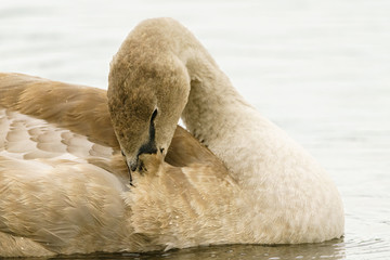 Mute swan (Cygnus olor) cygnet preening, taken in the UK