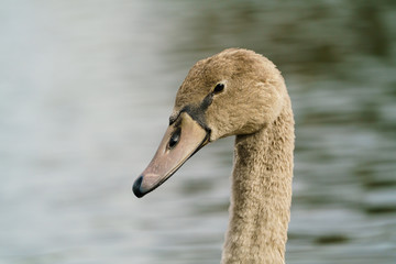Mute swan (Cygnus olor) cygnet portrait, taken in the UK