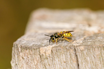 common wasp (Vespula vulgaris) on a blokc of wood, taken in the UK