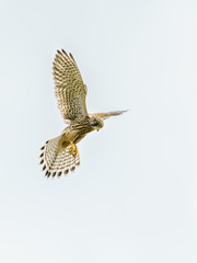 Common Kestrel (Falco tinnunculus) hovering, hunting for food, taken in London