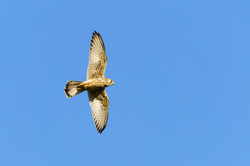 Profile of a Common Kestrel (Falco tinnunculus)  in flight, taken in England