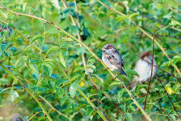 House sparrow (Passer domesticus) maletaken in Essex, England