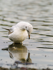 Black-headed gull (Chroicocephalus ridibundus) seemingly looking at it's reflection in water, taken in England