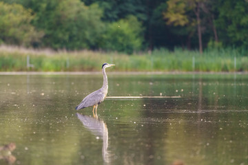 Grey Heron (Ardea cinerea)