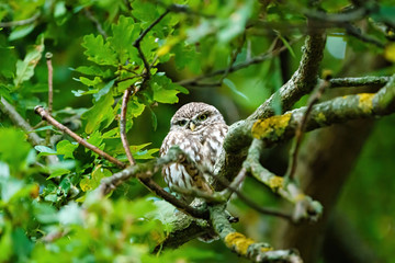Little Owl (Athene noctua) surrounded by green leaves, in England