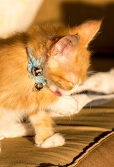 dramatic image of a cute little kitten cleaning himself in the sunshine with blue coller and small bells.
