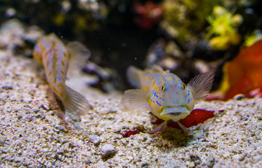 orange spotted sleeper goby in closeup, sand sifting fish, tropical aquarium pet from the indian...