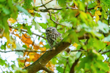 Little Owl (Athene noctua) surrounded by green and orange autumn leaves, in England
