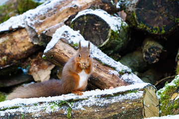 red squirrel (Sciurus vulgaris) on some logs in some light snow in Scotland