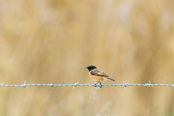 Stonechat (Saxicola torquata) perched on wire, taken in the UK