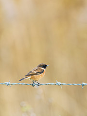 Portrait of Stonechat (Saxicola torquata), taken in the UK