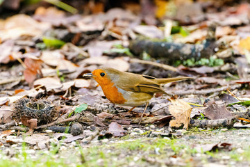 European Robin (Erithacus rubecula) foraging on the ground for food