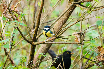 Great Tit (Parus major), taken in the UK