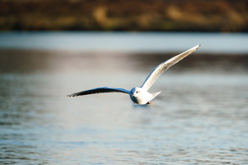 Black-headed gull (Chroicocephalus ridibundus) in flight in London