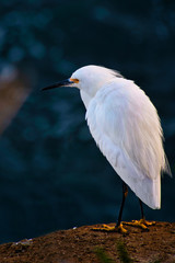 2020-01-03 A SNOWY EGRET ALONE IN LA JOLLA CALIFORNIA 1.