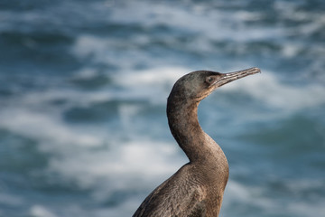 2020-01-04 A DOUBLE CRESTED CORMORANT IN LA JOLLA CALIFORNIA 1