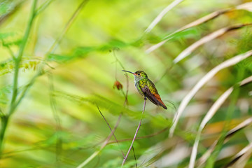 Rufous-Tailed Hummingbird (Amazilia tzacatl), taken in Costa Rica