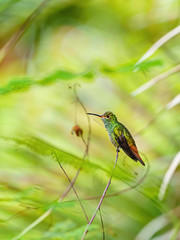Portrait of a Rufous-Tailed Hummingbird (Amazilia tzacatl), taken in Costa Rica
